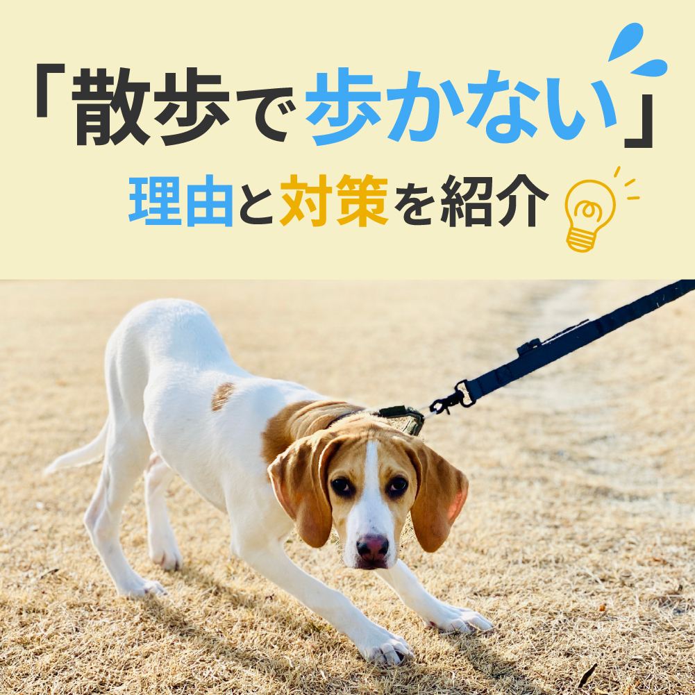 犬が散歩で歩かないアイキャッチ